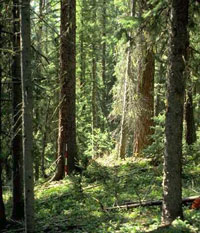 Forests