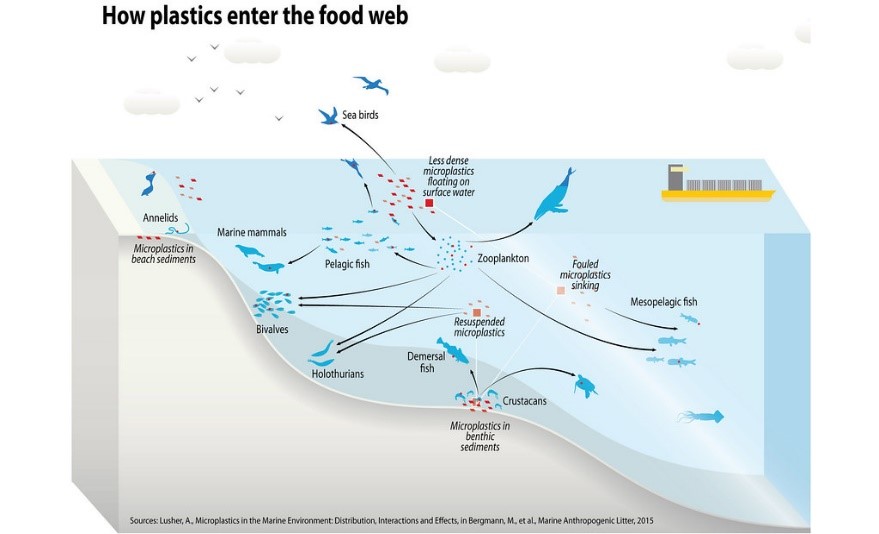 How plastics enter the food web